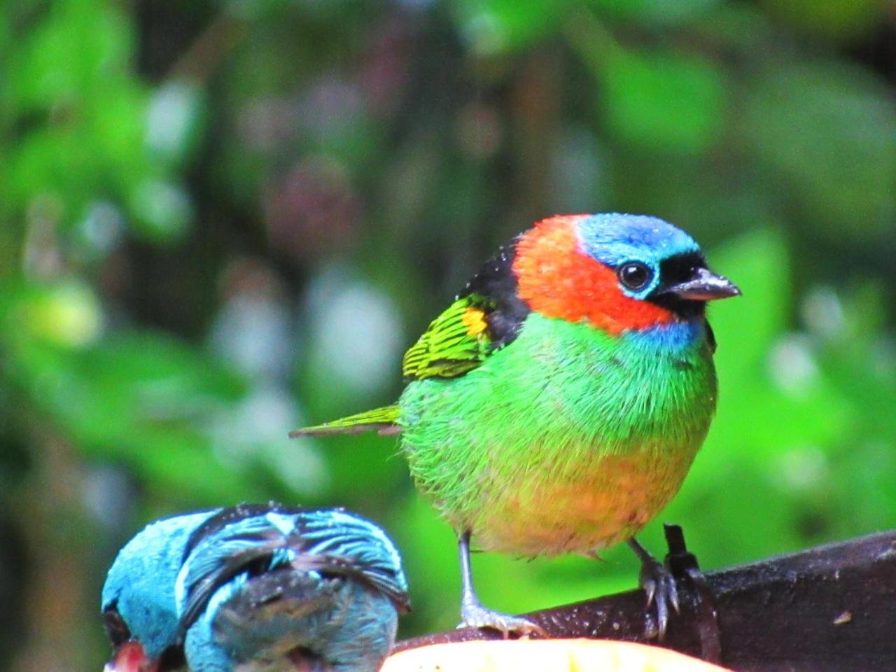 Pousada Do Pinheiro Camburi  Kültér fotó