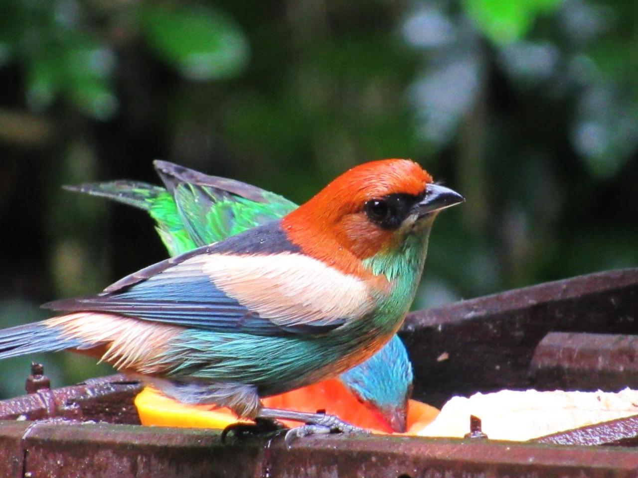Pousada Do Pinheiro Camburi  Kültér fotó